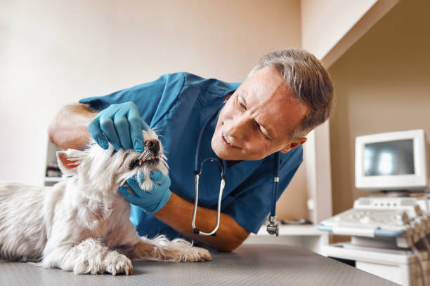 Best Emergency Dental Care for Broken or Chipped Teeth in North Vacherie, LA